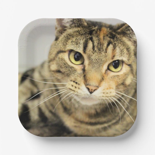 Katze Pappteller (Vorderseite)