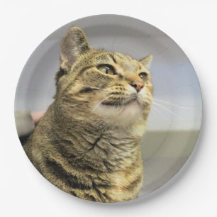 Katze Pappteller