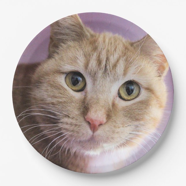 Katze Pappteller (Vorderseite)