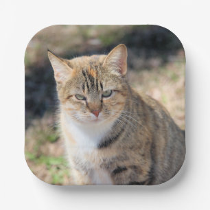 Katze Pappteller