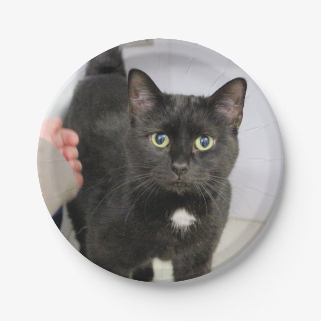 Katze Pappteller (Vorderseite)