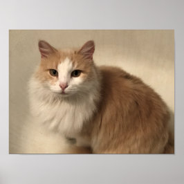 Katze Poster