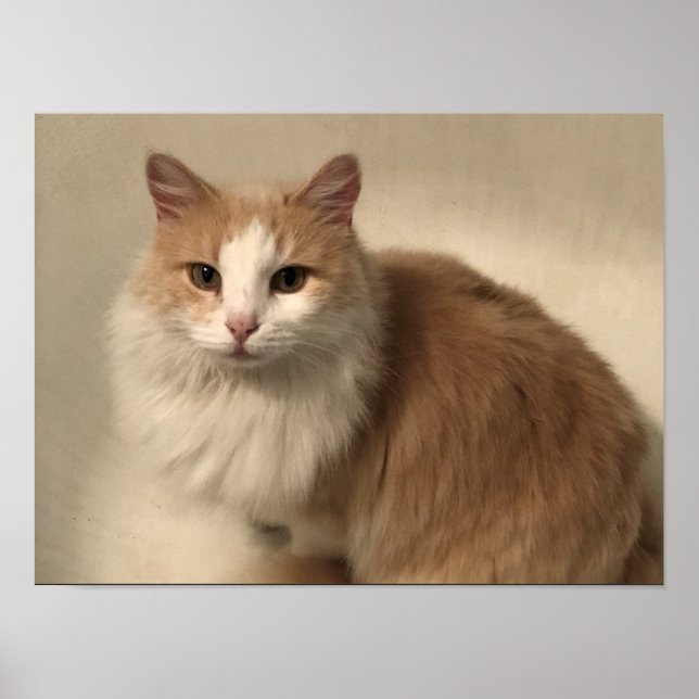 Katze Poster (Vorne)