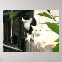 Katze Poster