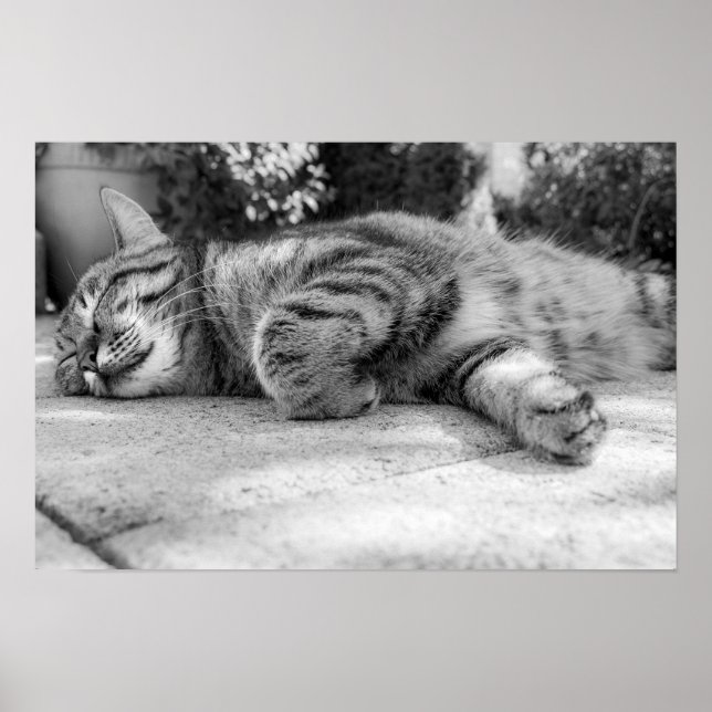 Katze Poster (Vorne)