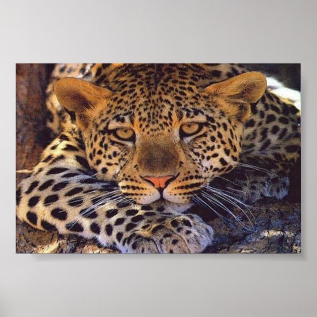 Katze Poster (Vorne)