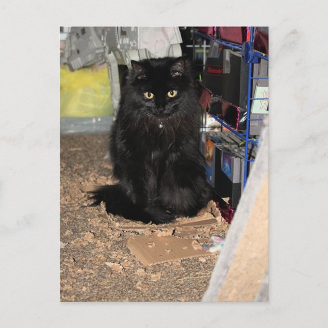 Katze Postkarte (Vorderseite)