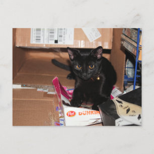 Katze Postkarte
