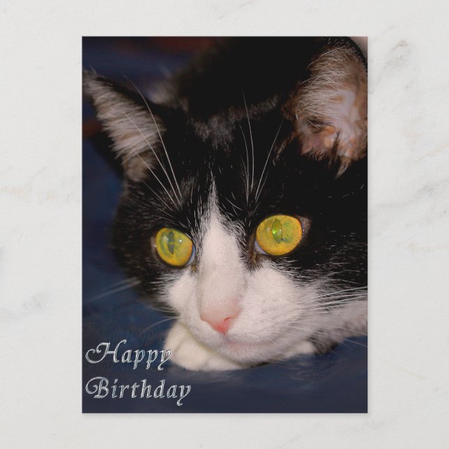 Katze Postkarte (Vorderseite)