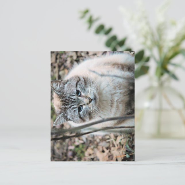 Katze Postkarte (Stehend Vorderseite)