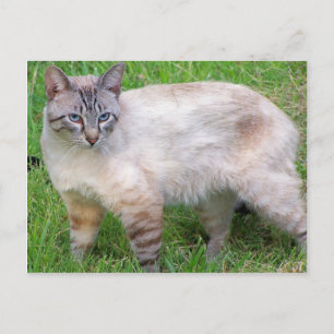 Katze Postkarte