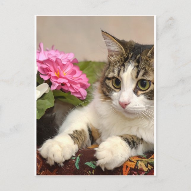 Katze Postkarte (Vorderseite)
