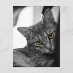 Katze Postkarte