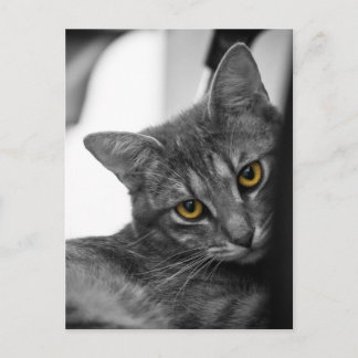 Katze Postkarte