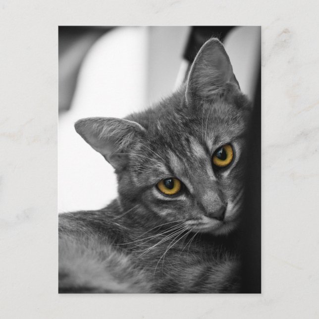 Katze Postkarte (Vorderseite)