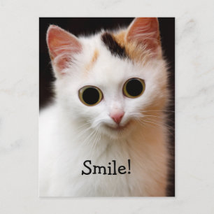 Katze Postkarte