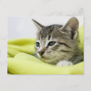 Katze Postkarte