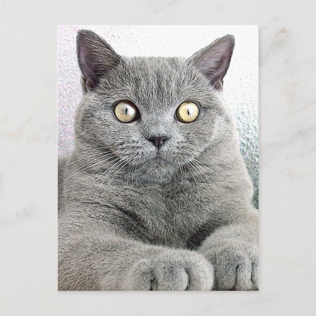 katze postkarte (Vorderseite)