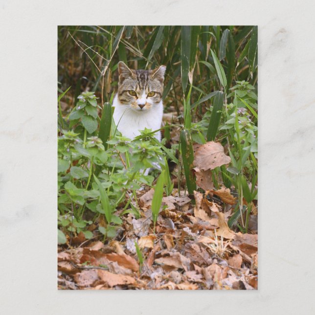 Katze [Postkarte] Postkarte (Vorderseite)