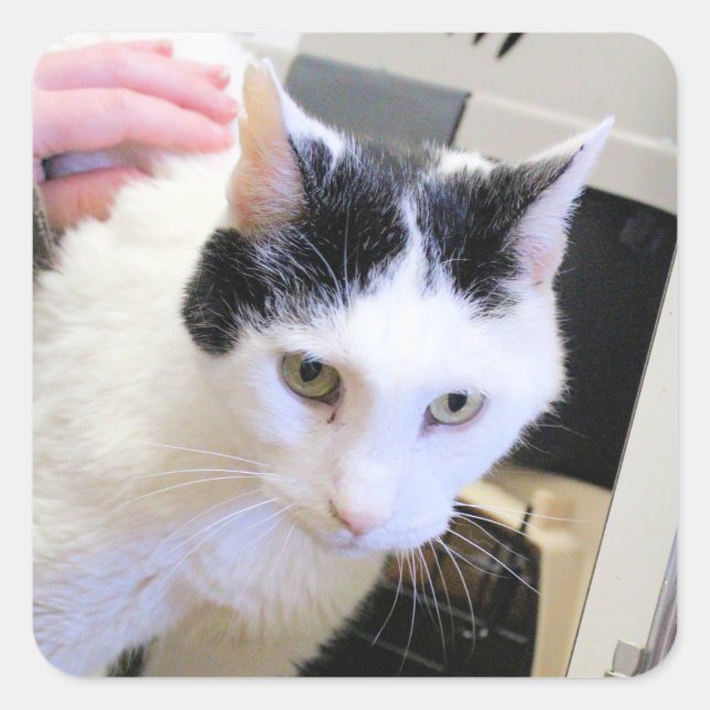 Katze Quadratischer Aufkleber (Vorderseite)