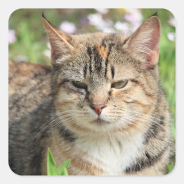 Katze Quadratischer Aufkleber