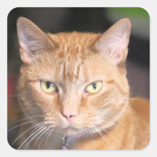 Katze Quadratischer Aufkleber