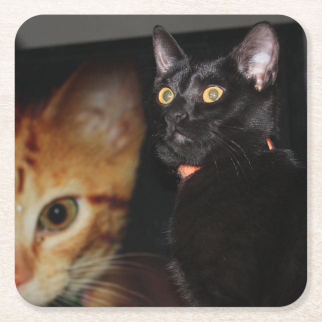 Katze Rechteckiger Pappuntersetzer (Vorderseite)