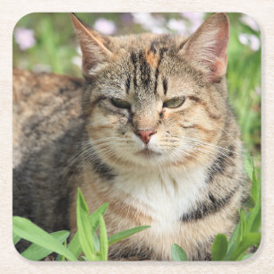 Katze Rechteckiger Pappuntersetzer