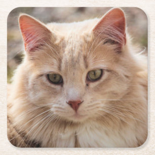 Katze Rechteckiger Pappuntersetzer