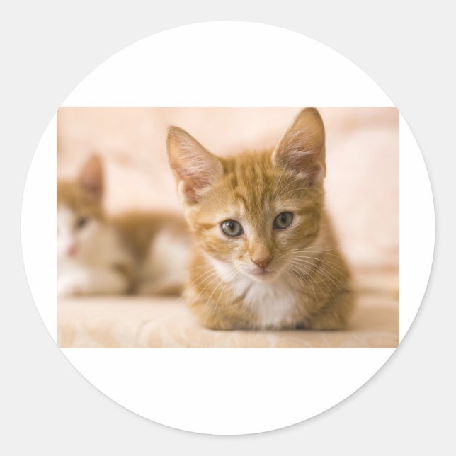 Katze Runder Aufkleber (Vorderseite)