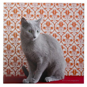 Katze (russisches Blau) und Tapetenhintergrund Fliese