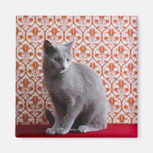 Katze (russisches Blau) und Tapetenhintergrund Magnet