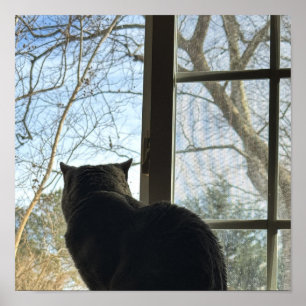 Katze schaut aus dem Fenster Poster
