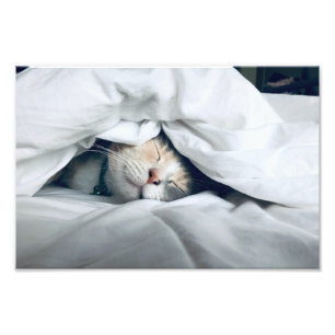 Katze schlafend unter weißer Bettdecke Fotodruck