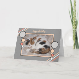 Katze schlief tief in die Foto Korallenkoralle zum Karte