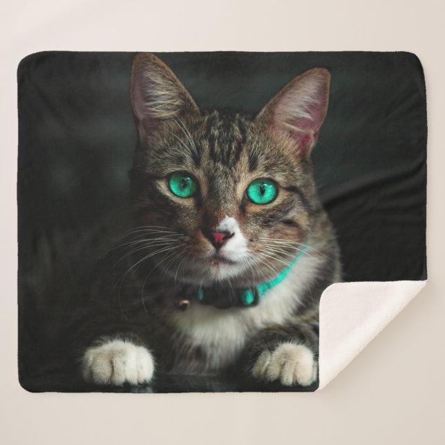 Katze Sherpadecke (Vorderseite (Horizontal))