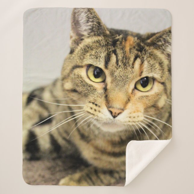 Katze Sherpadecke (Vorderseite)