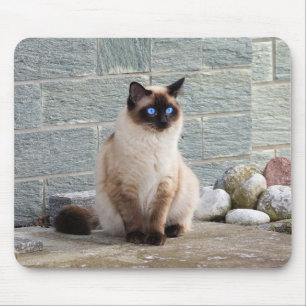 Katze, Siamesen, Tier Mousepad