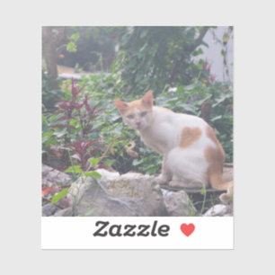 Katze sitzt auf einem Zauber von Steinen Aufkleber
