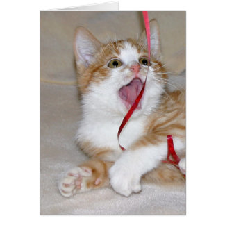 Katze spielt mit Band