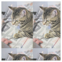 Katze