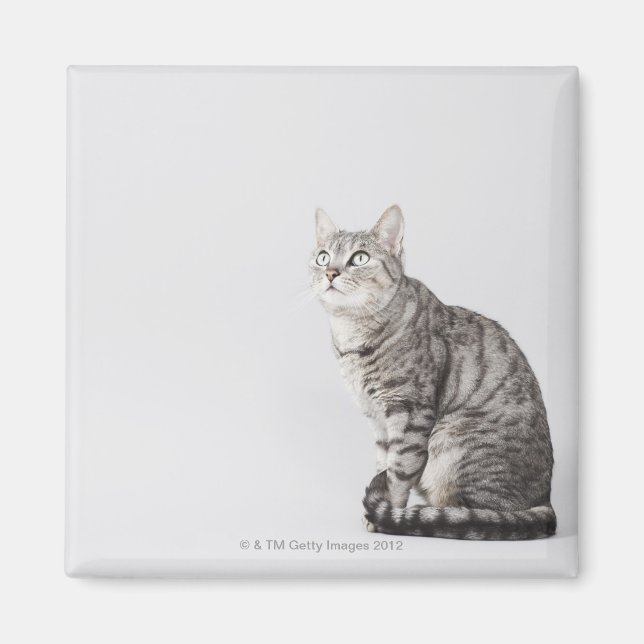 Katze sucht nach oben magnet (Vorne)