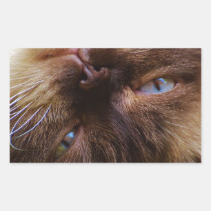 Katze süße Haustier schnurren miauen Augen Gesicht Rechteckiger Aufkleber