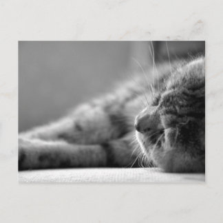 Katze SW Postkarte