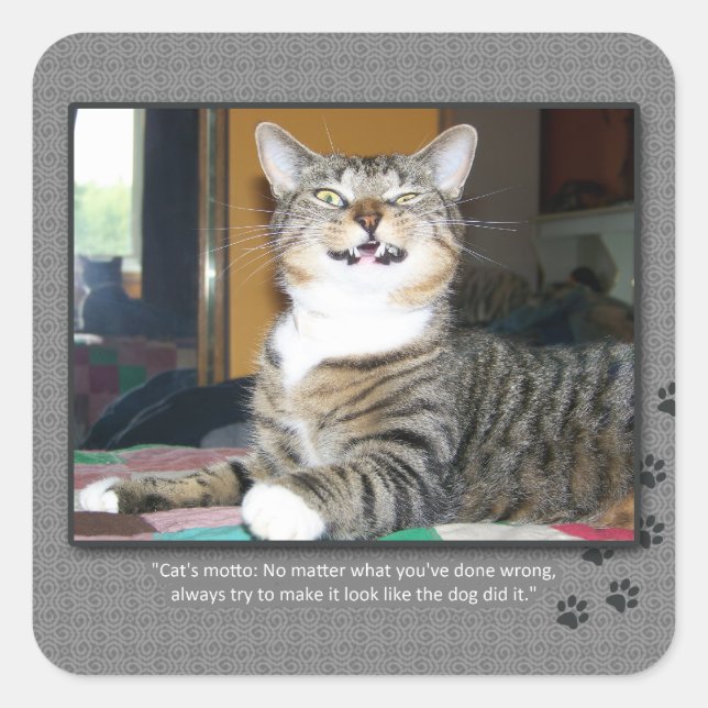 Katze tadelt Hund Quadratischer Aufkleber (Vorderseite)