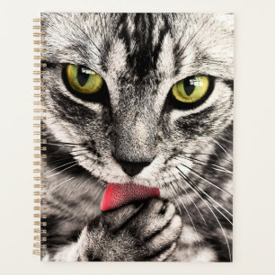 Katze Tierportrait-68667 Planer