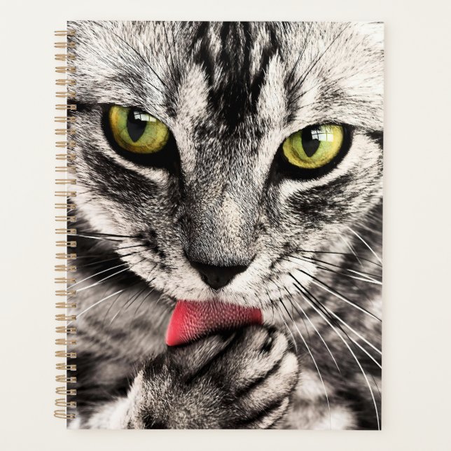 Katze Tierportrait-68667 Planer (Vorderseite)