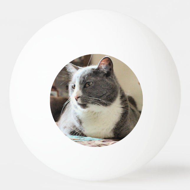 Katze Tischtennisball (Vorderseite)