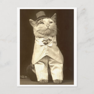 Katze trägt Anzug und Hut! Postkarte
