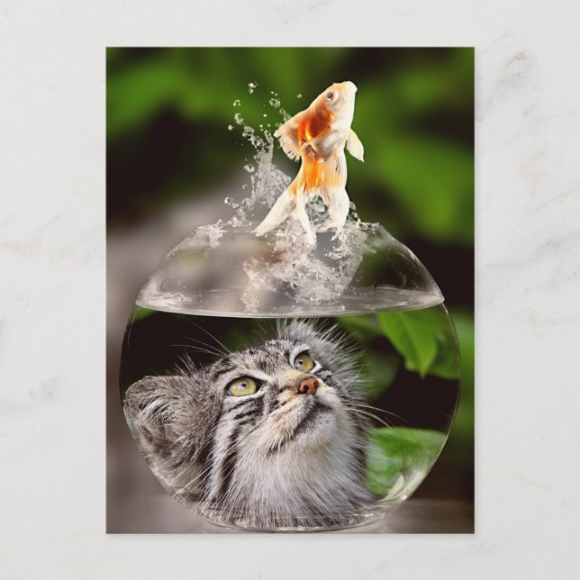 Katze und Goldfische-Postkarte Postkarte (Vorderseite)